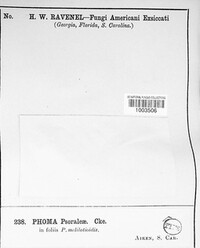Phyllosticta psoraleae image